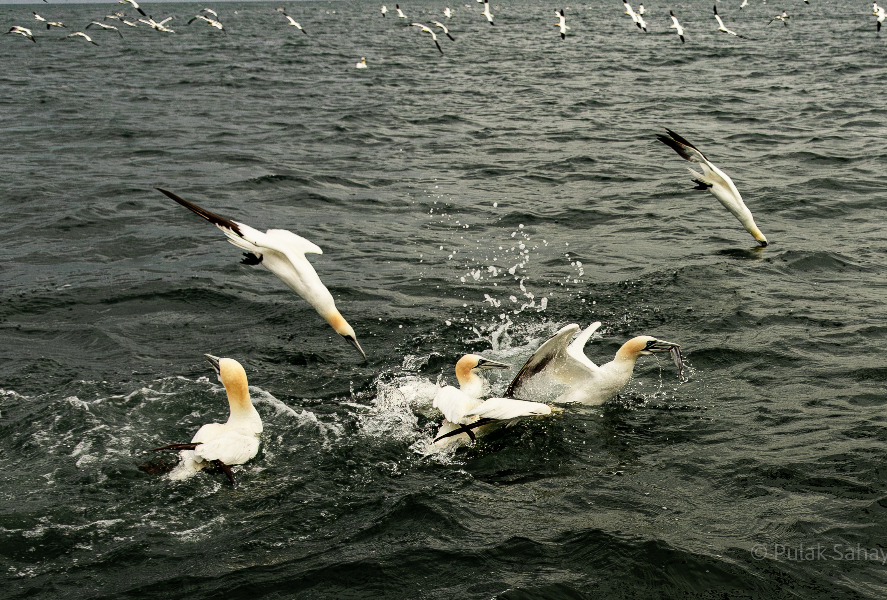 Gannet